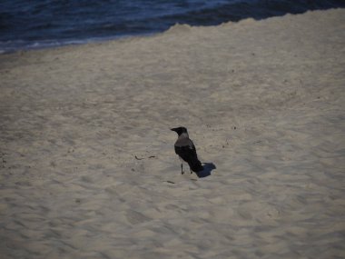 Güneşli bir günde kumlu bir sahilde karga.