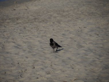 Gün batımında kumlu bir sahilde yiyecek arayan karga.