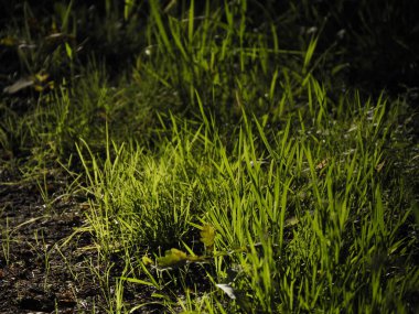 Bir çayırda şafak vakti Sabah ışığında genç otlar parlıyor