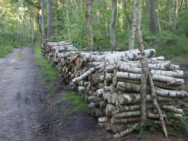 Bir yaz ormanında orman yolunda yakacak odun biriktirdim.