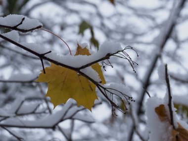 Sarı Akçaağaç Yaprağı, kış başında bir dalda karla kaplandı.