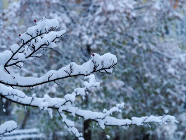 Kış ormanında kırmızı böğürtlenlerle kaplı karla kaplı ağaç dalları huzurlu ve huzurlu bir atmosfer yaratıyor.
