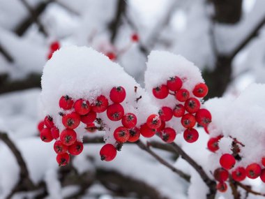 Ormanda kış mevsiminde ağaçların dalında karla kaplı kırmızı meyveler