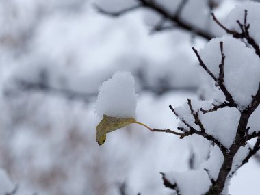 Kış Harikalar Diyarı sahnesinde bir dalda karla kaplı yaprak.