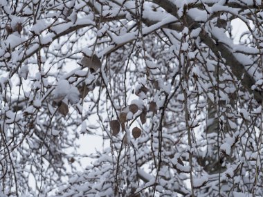 Sakin, karla kaplı ağaç dalları. Sakin bir kış ormanında, dağınık kuru yapraklar ve narin kar taneleriyle.