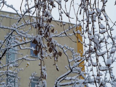 Kış boyunca arka planda bir bina bulunan bir ağacın karla kaplı dalları