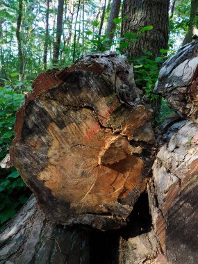 Ağaç Gövdesi 'nde bir ağaç gövdesinin güneş ışığı ve gölgelerin olduğu bir ormanda kaybolması