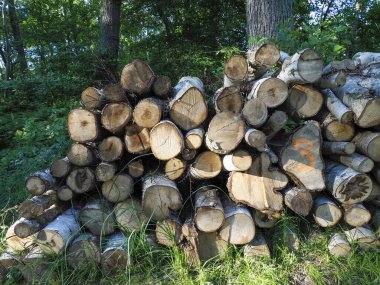 Yaz boyunca yemyeşil bir ormanda, ağaçların arasından süzülen güneş ışığıyla dolu taze kesilmiş kütükler.