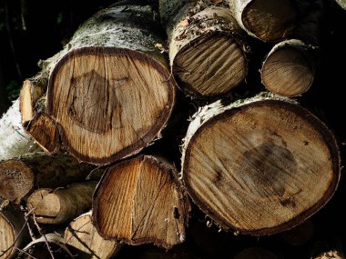 Ormandaki taze kesilmiş huş kütükleri doğal doku ve desenleri sergiliyor.