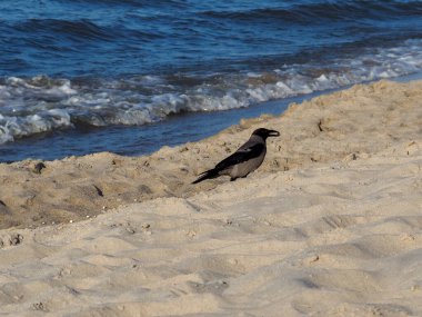 Arkaplanda Okyanus Dalgaları olan Kumsalda Karga