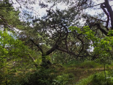 Dalları bükülmüş ve yemyeşil yemyeşil olan sakin orman manzarası