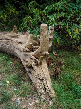 Ormanda devrilmiş bir ağaç.