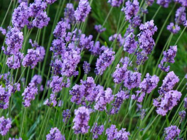 Yaban arısı Lavanta çiçeklerini güneşli bir günde yemyeşil bir bahçede tozlaştırıyor.