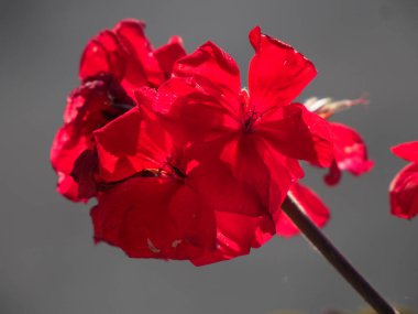 Açık Kırmızı Sardunya Çiçekleri Yumuşak Gri Arkaplan Karşısında Çiçek Açtı