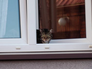 Sessiz Bir Gün 'de Açık Pencereden Bakan Meraklı Kedi