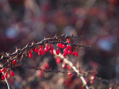 Kışın kırmızı böğürtlenli Barberry Şubesi, Doğa Detayı