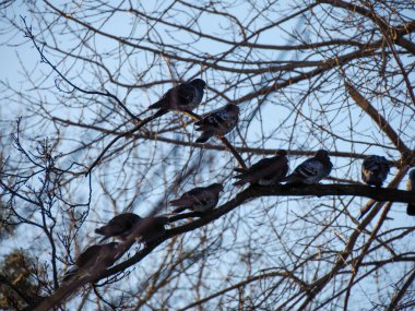 Pigeons on Tree Branch, Winter Silhouette clipart