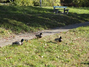 Parktaki Mallard Ördekleri, Güneşli Gün