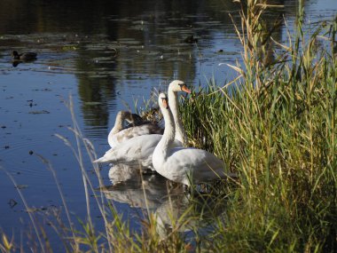 Göldeki Dilsiz Kuğular, Güneşli Gün