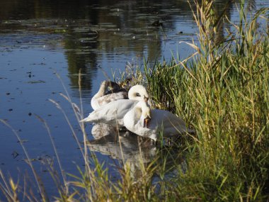 Göldeki Dilsiz Kuğular, Güneşli Gün
