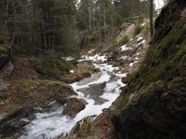 Dağ Ormanındaki Buzlu Akıntı. Yakın plan.