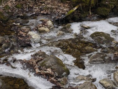 Ormandaki Buzlu Akıntı, Yakın plan