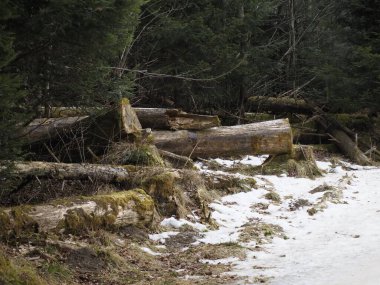 Ormandaki Devrilen Ağaçlar, Yakın plan