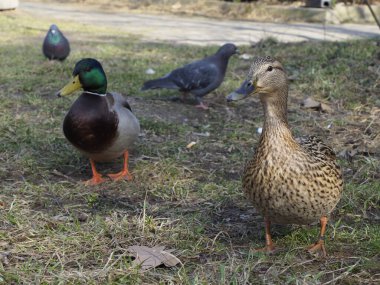 Güneşli bir günde Yeşil Çimenli Parkta Ördekler ve Güvercinler