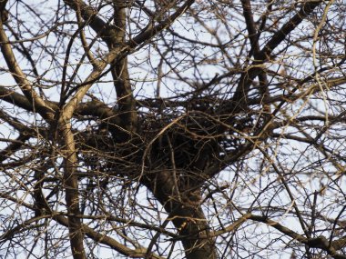 Baharın başlarında Çıplak Ağaç Dallarında Büyük Kuş Yuvası
