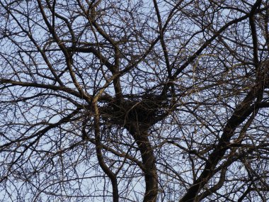 Çıplak Ağaca tünemiş Karmaşık Kuş Yuvası Kış Gökyüzüne Karşı