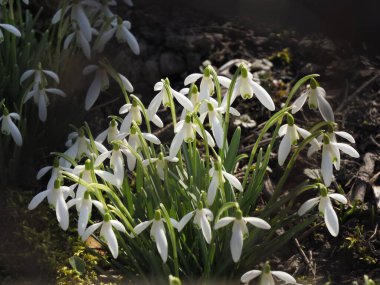 Bahar bahçesinde çiçek açan kar damlaları kümesi