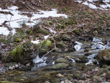 Kayalık Dağ Akıntısı Yosun kaplı Taşlar ve Temiz Su ile İlkbahar Ormanı 'nda Eriyen Karlar