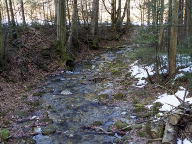 Eriyen kar parçalarıyla Dar Orman Yolu Öğleden Sonra Işığında Çıplak Ağaçlar Arasında Öncülük Ediyor