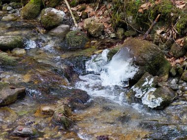 Kristal berrak dağ akıntısı yosunlu kayalıklarda akıyor Ormanda doğal akıntılar yaratıyor