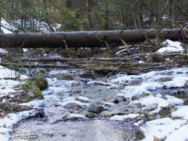 Eriyen Karlar Orman Irmağı 'nda dökülen kütüklerle İlkbaharın Başlarında Vahşi Doğada