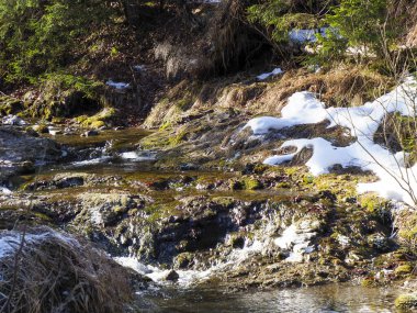 Dağdaki Akıntı Eriyen Kardan ve Alp Çayırındaki Erken Bahar Bitkisinden Geçiyor