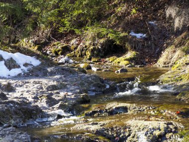 Altından kayalar ve kaynayan suyla Alp Akıntısı eriyen karların içinden ilkbaharın başlarında akıyor