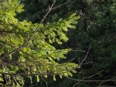 Sunlit Evergreen Kozalaklı Dalları Ormandaki Altın Işığı Yakalıyor