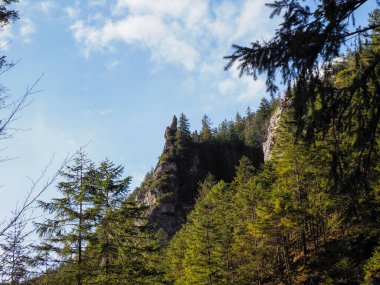 Evergreen Trees ile Görkemli Dağ Uçurumu Açık Mavi Gökyüzü 'ne karşı