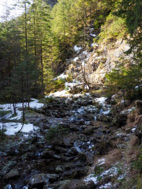 Muhteşem Kayalık Surat Kış Ormanı Karları 'nda Sabah Güneşinin Işığı Altında Doğal Özelliklerle ortaya çıkıyor