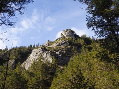 Görkemli Rocky Dağı Tepesi Mavi Gök Altındaki Çam Ormanı 'nın Üzerinde Yükseliyor.