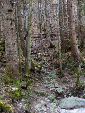 Kayalık Orman Yolu İlkbaharın başlarında Yoğun Dağ Ormanlarında Dönüyor