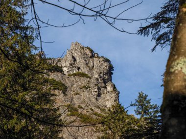 Dramatik Rocky Dağı Zirvesi Çam Ağaçlarının arasından Mavi Gökyüzüne Karşı