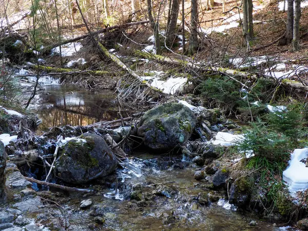 Orman Deresi Kayalık Arazi 'de Mevsim Başları Eriyen Karla Dönüyor