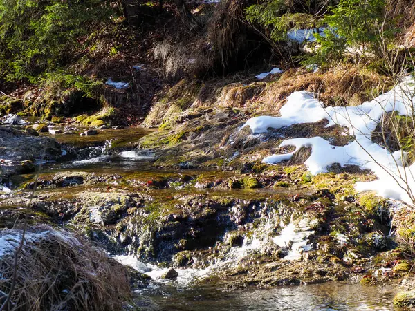 Dağdaki Akıntı Eriyen Kardan ve Alp Çayırındaki Erken Bahar Bitkisinden Geçiyor