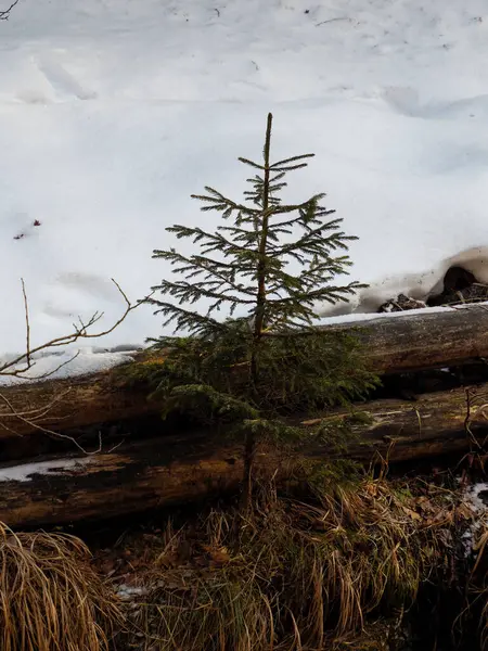 Yalnız Çam Ağacı Karlı Dağ Çayırında Düşen Kütük Yakınlarında Büyüyor