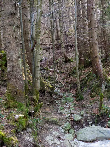 Kayalık Orman Yolu İlkbaharın başlarında Yoğun Dağ Ormanlarında Dönüyor