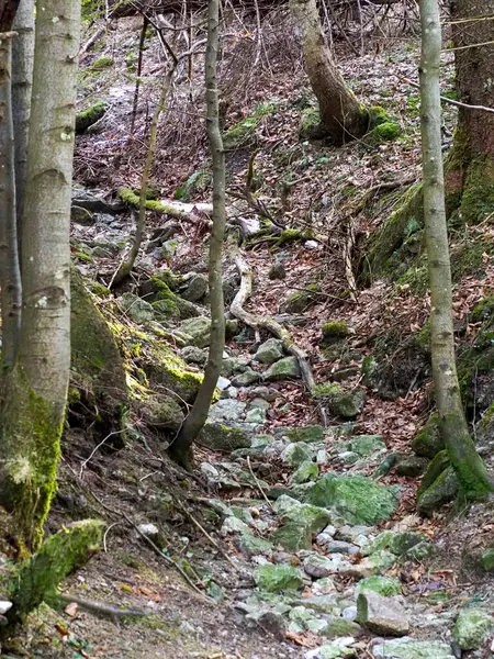 Vahşi Dağ 'da Korunmasız Kökler ve Rocky Arazisiyle Dik Orman Yolu