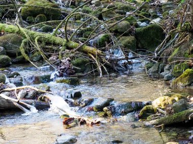 Serene Ormanı Akıntısı Doğal Orman Ayarları 'ndaki Yosun kaplı kayaların üzerine dökülüyor