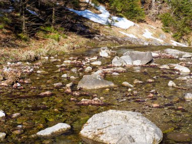 Ormandaki bahar aylarında Kayaların ve çakıl taşlarının üzerinden akan temiz suyla sığ dağ deresi